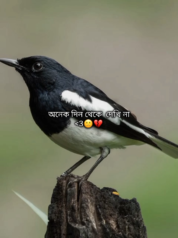 @_𝐌𝐚𝐡𝐢_🦊🐧