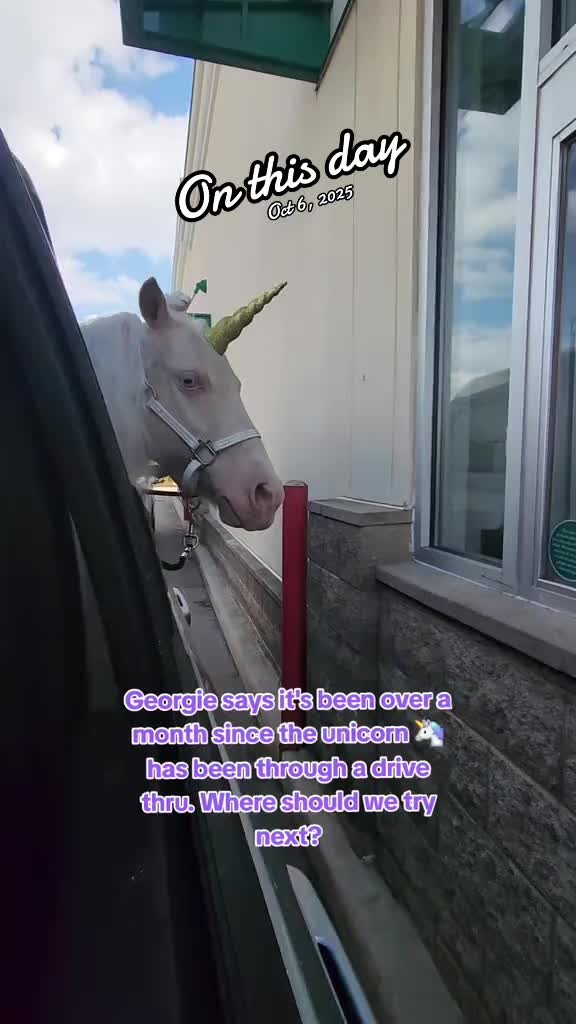 @minihorsemomandtrainer🐴🐴🐴🐴