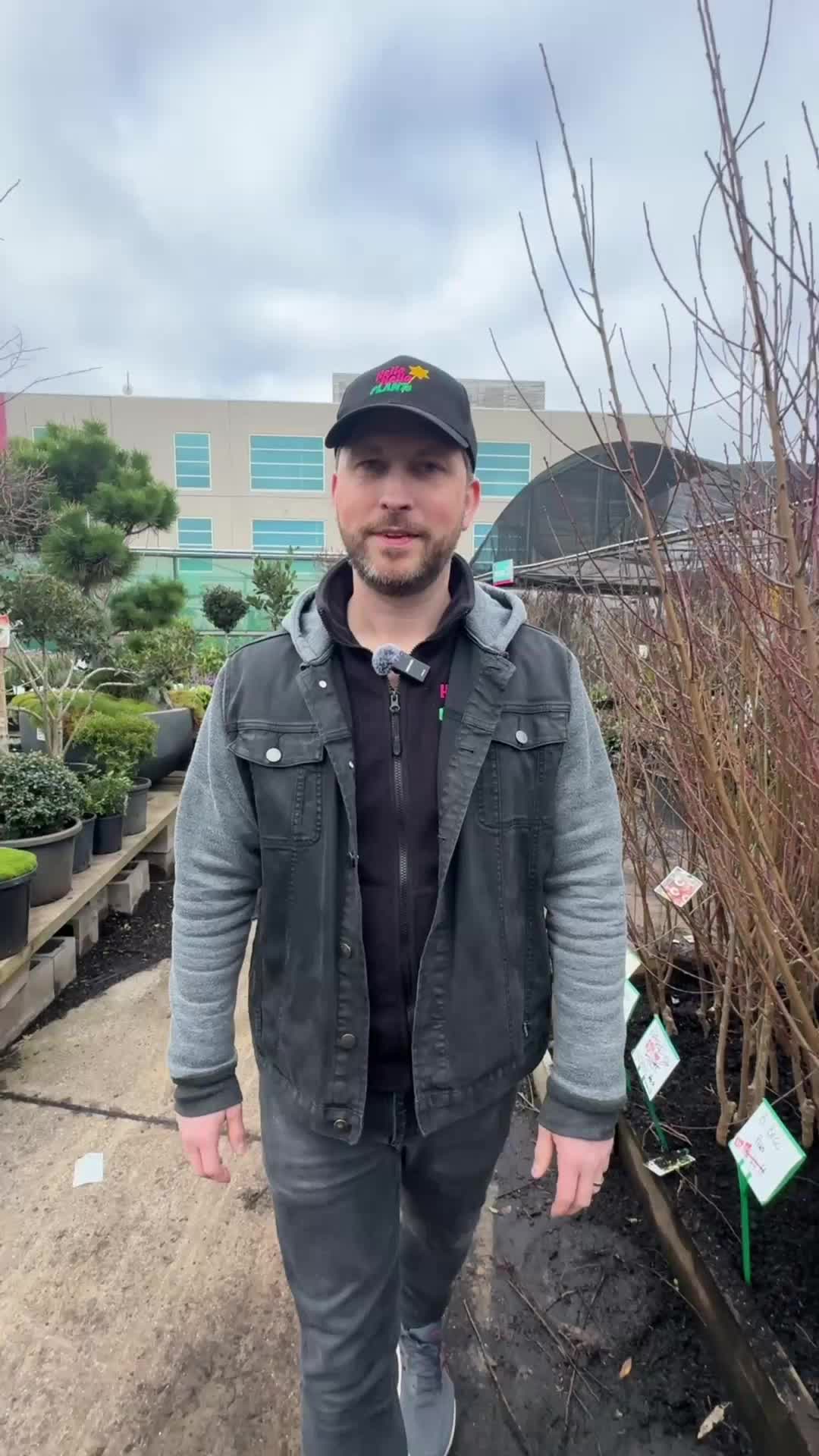 @Hello Hello Plants Nursery