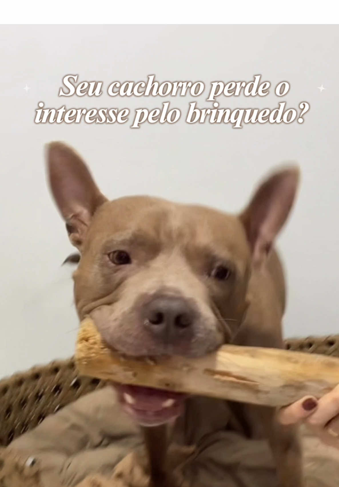 @tutoradobuda