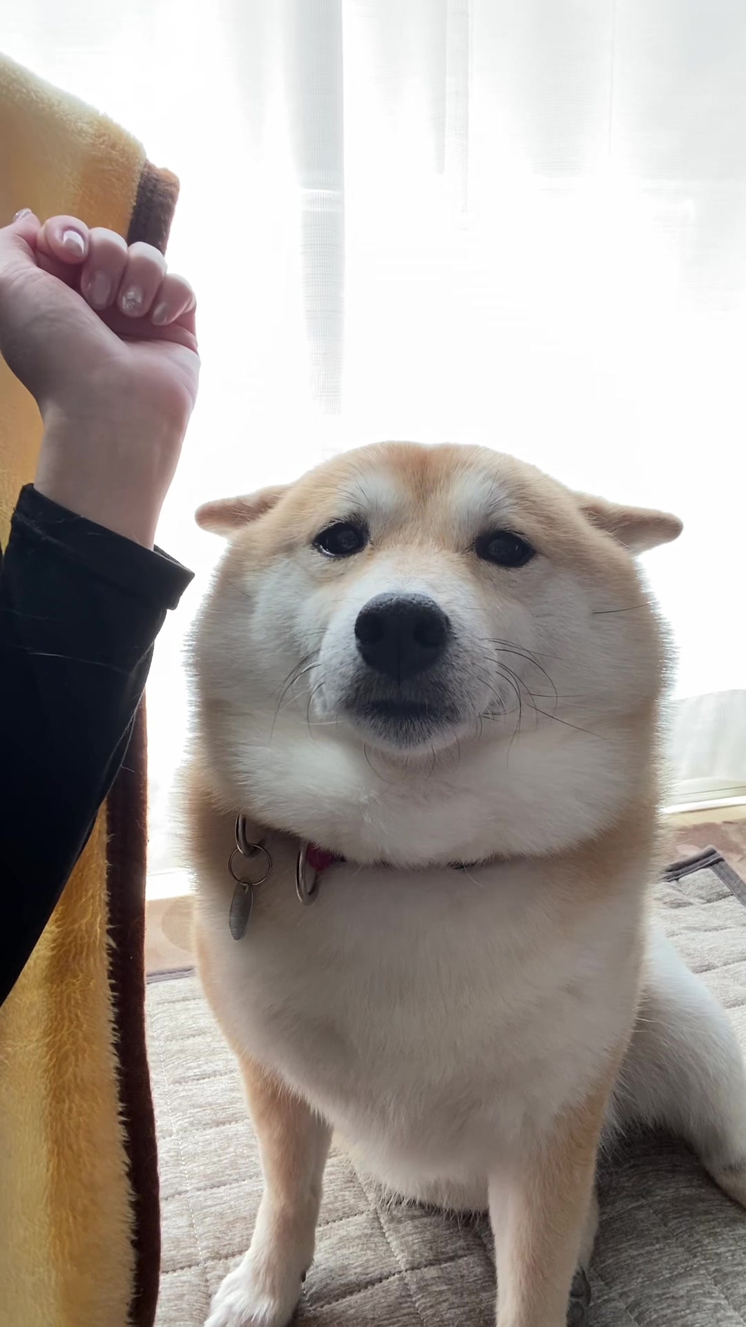 @こむぎといなり