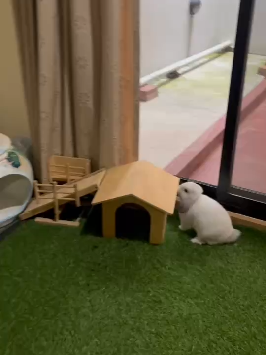 @Pet for Life