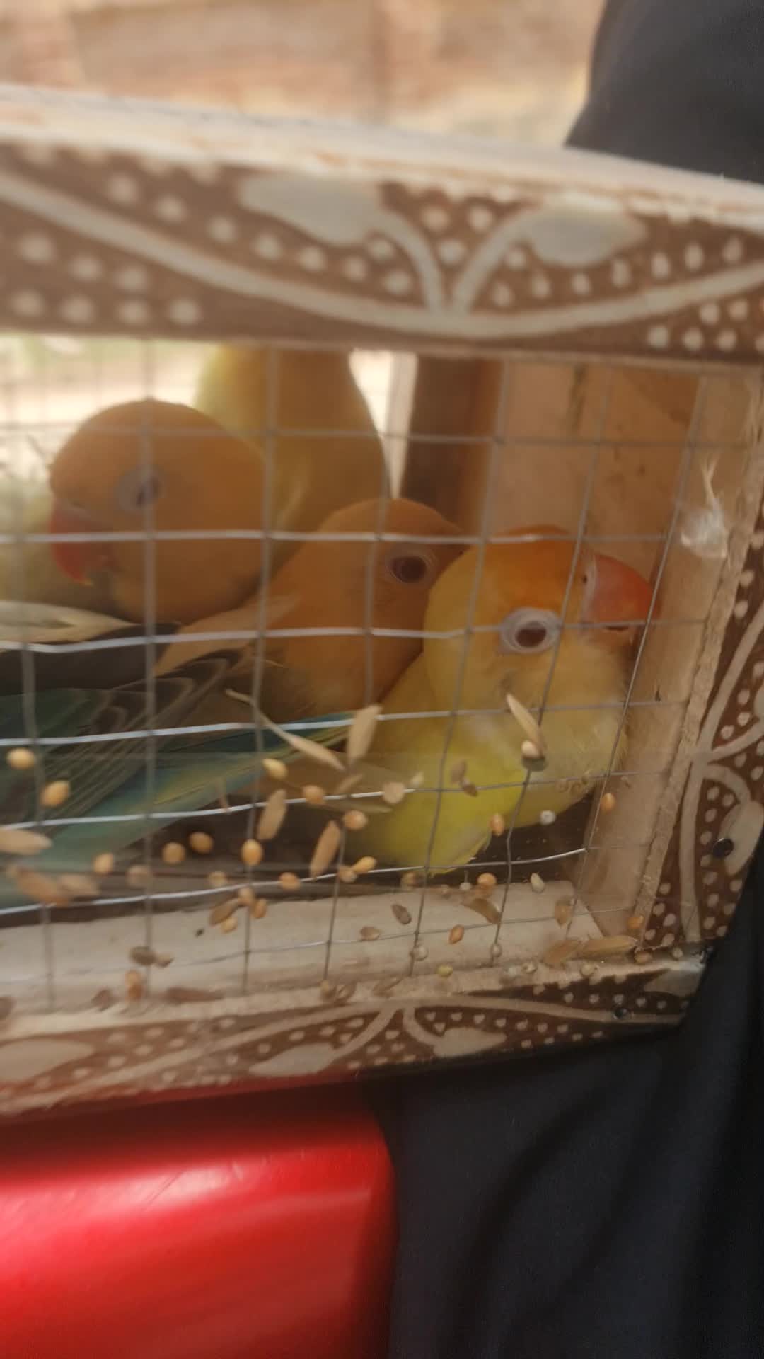 @ROYAL BIRD US