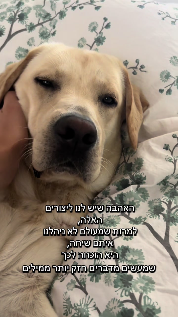 @Buri_The_Labrador