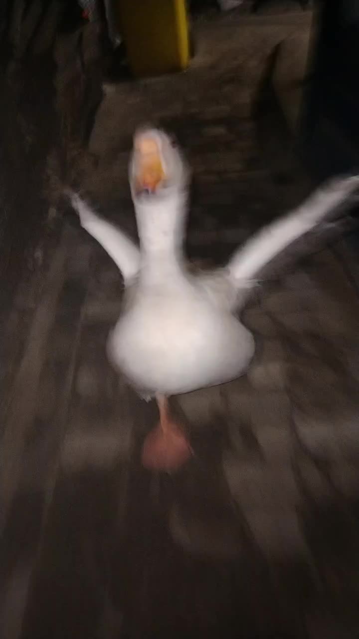@goose_semyon