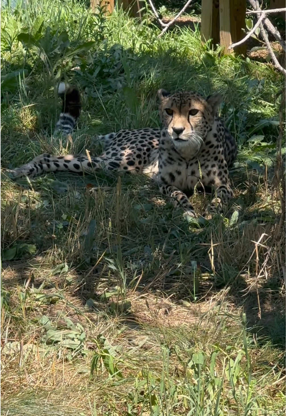@The Wildcat Sanctuary