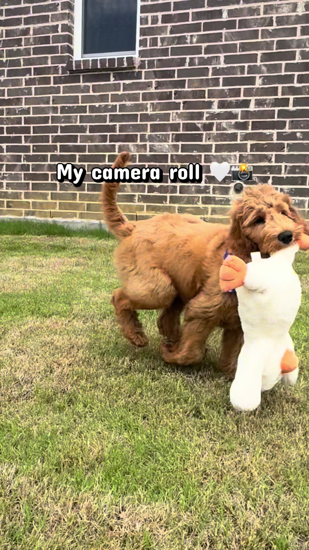 @daily.golden.goose