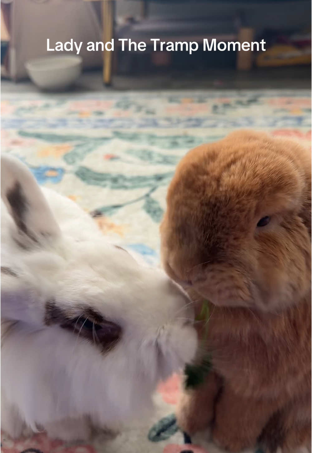 @Otis the Bunny