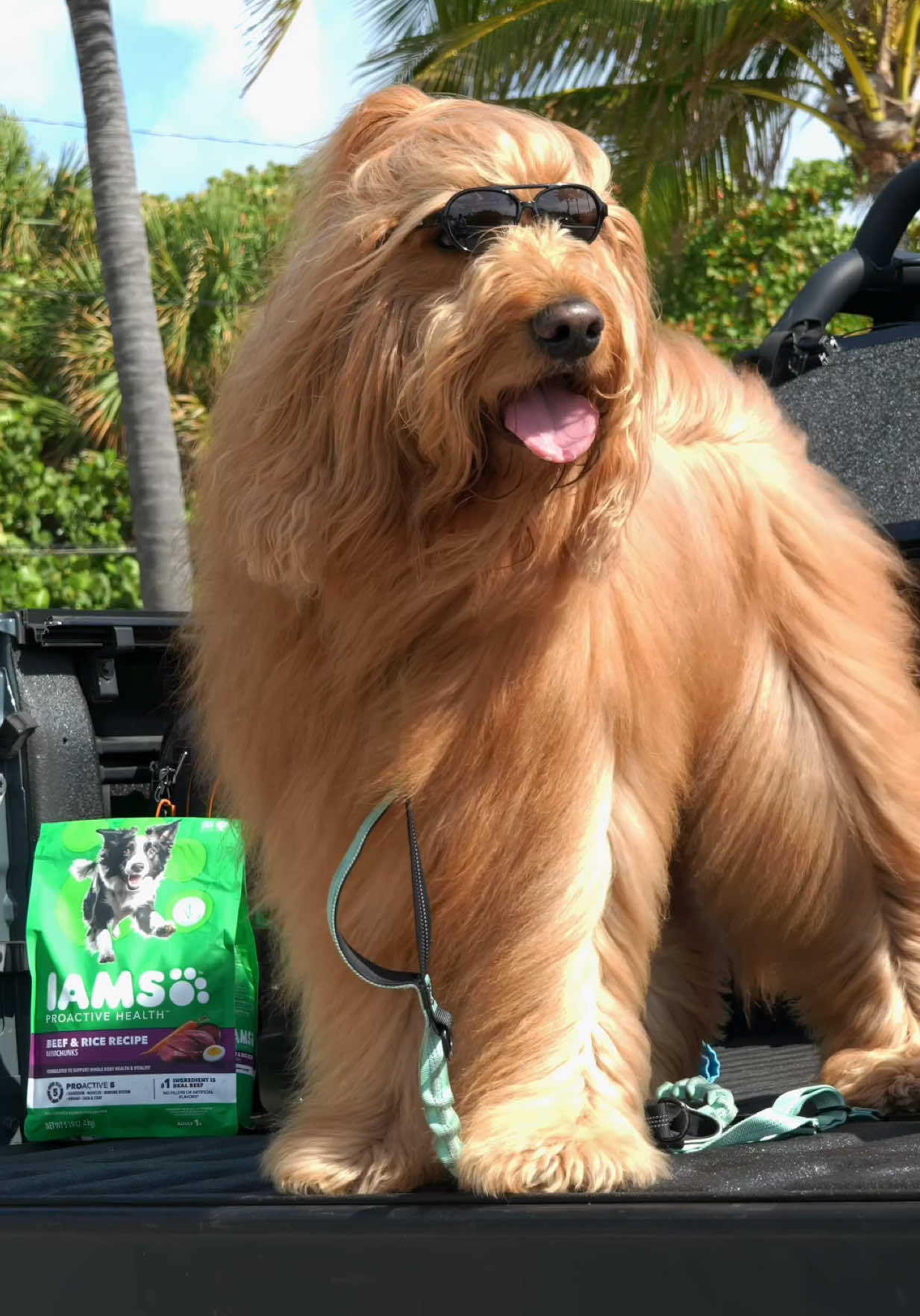 @Brodie The Goldendoodle