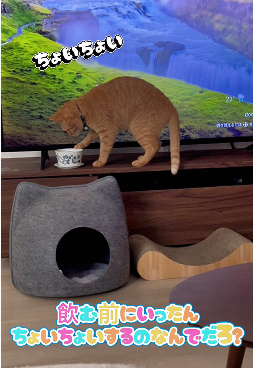 @くろねこ🐈⬛🩶🐈🤍