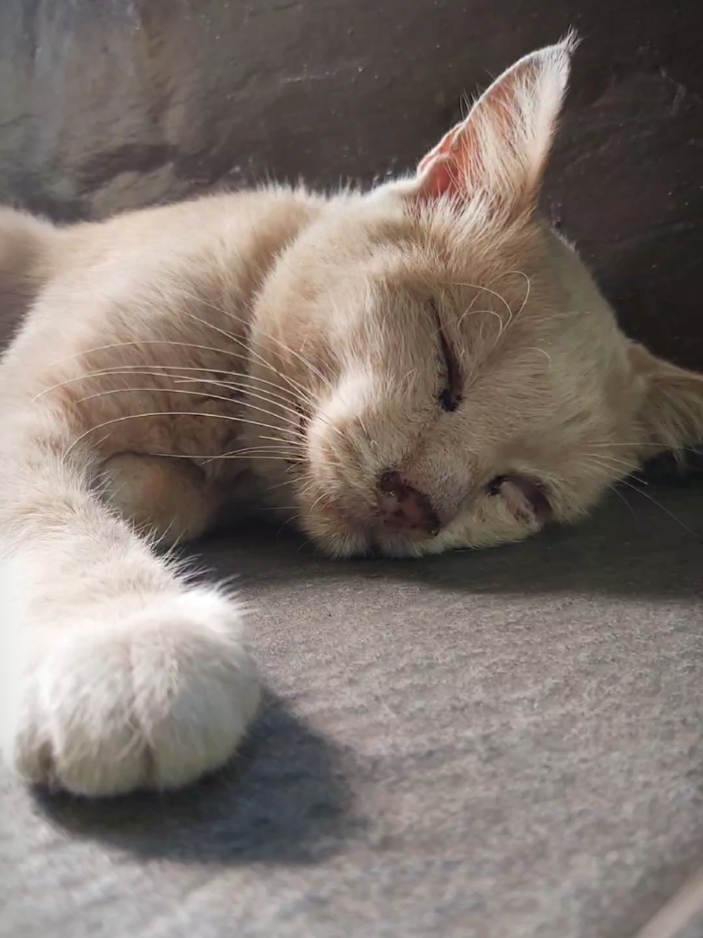 @meoweverydays