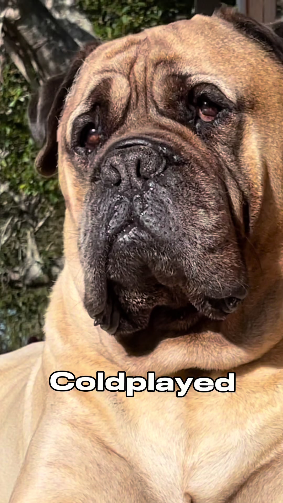 @Axel Rose | Bullmastiff