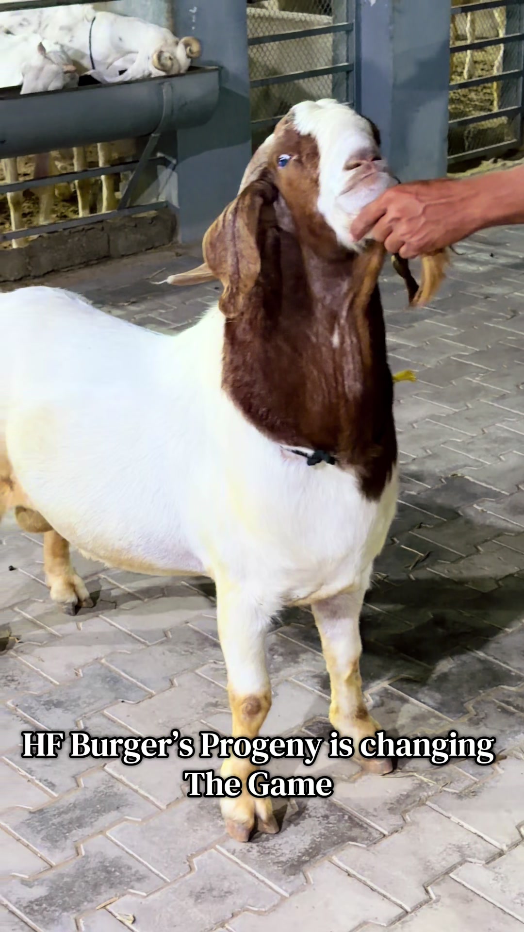 @Hum Farm
