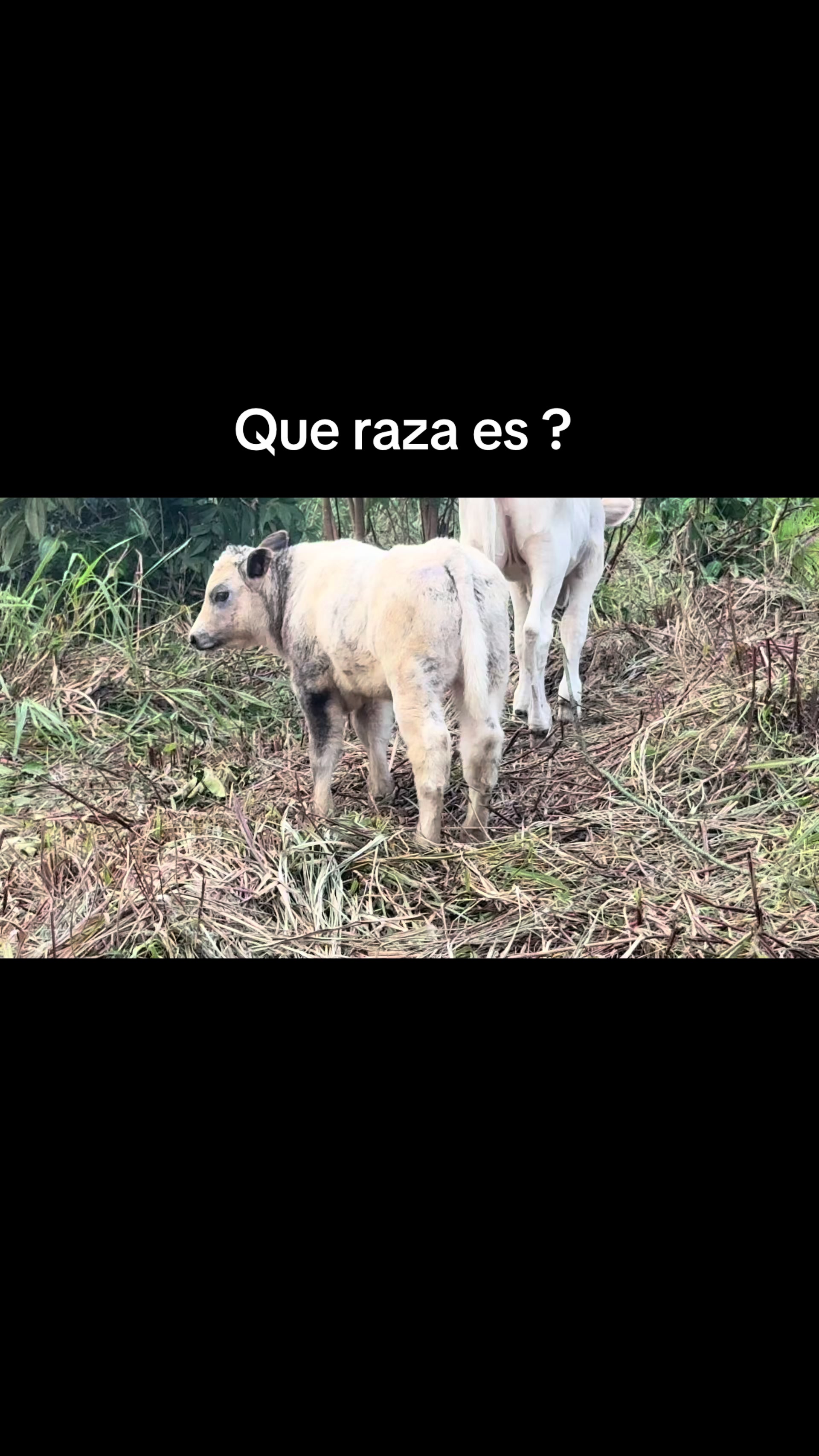 @Hernán Andres