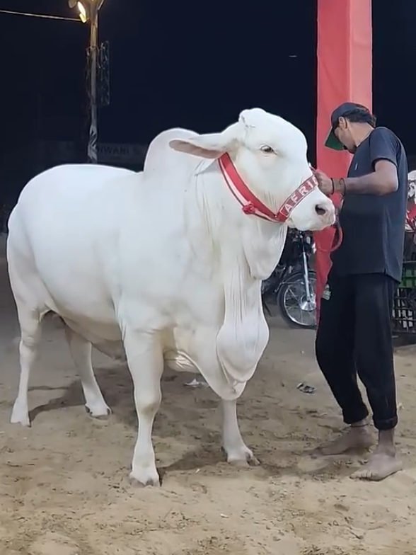 @Karachi Bull lovers