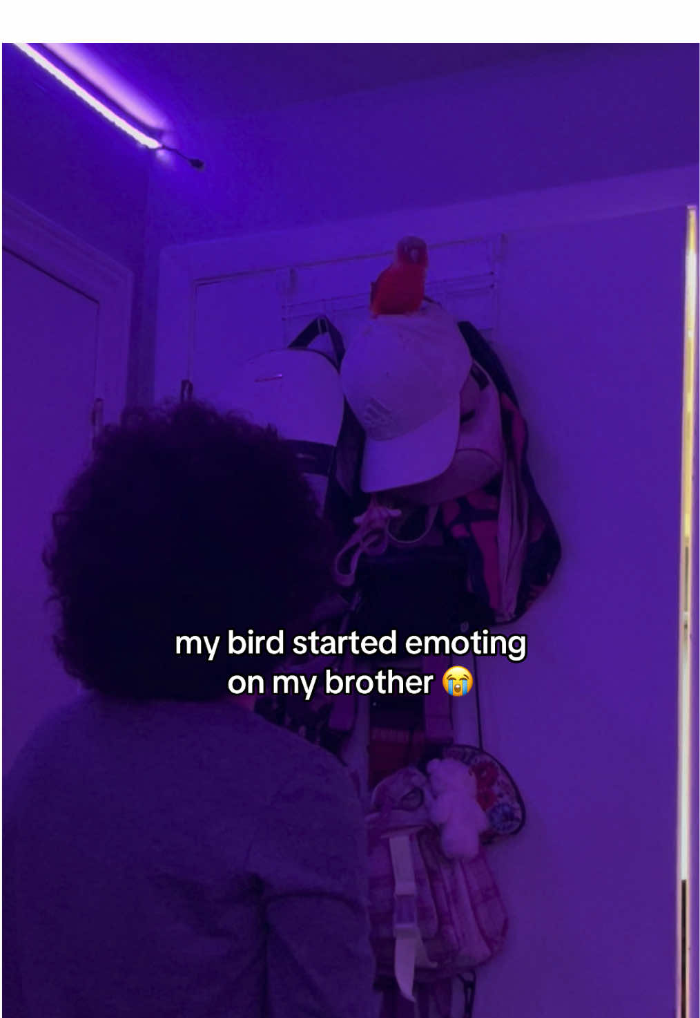 @zambvie