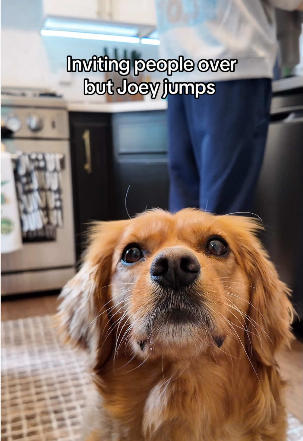 @joeythegoldencavalier