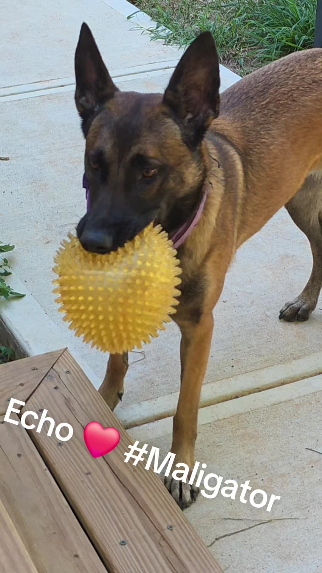 @Echo!
