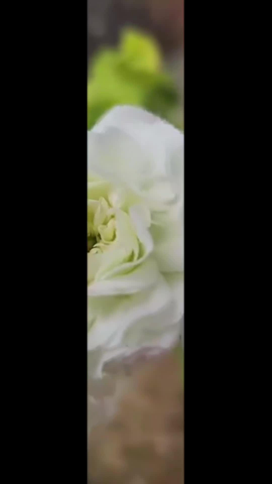 @Gül satışı🌸