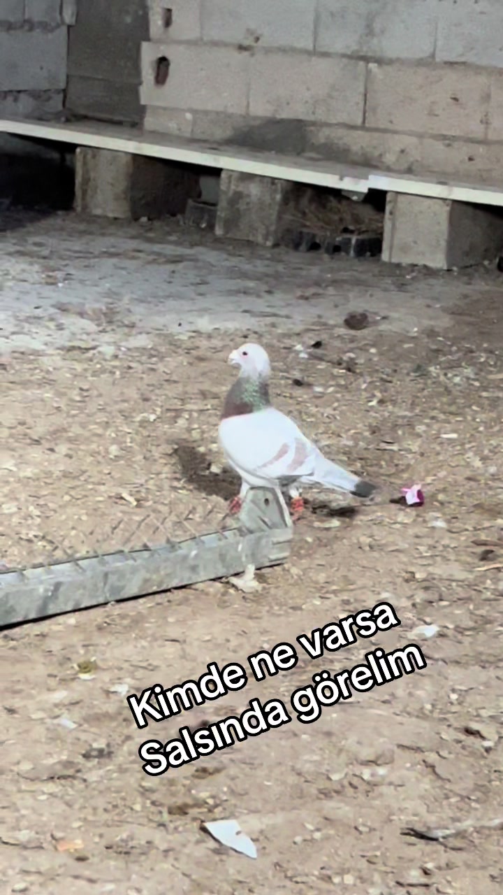 @⚜️Postacı kardeşler ⚜️
