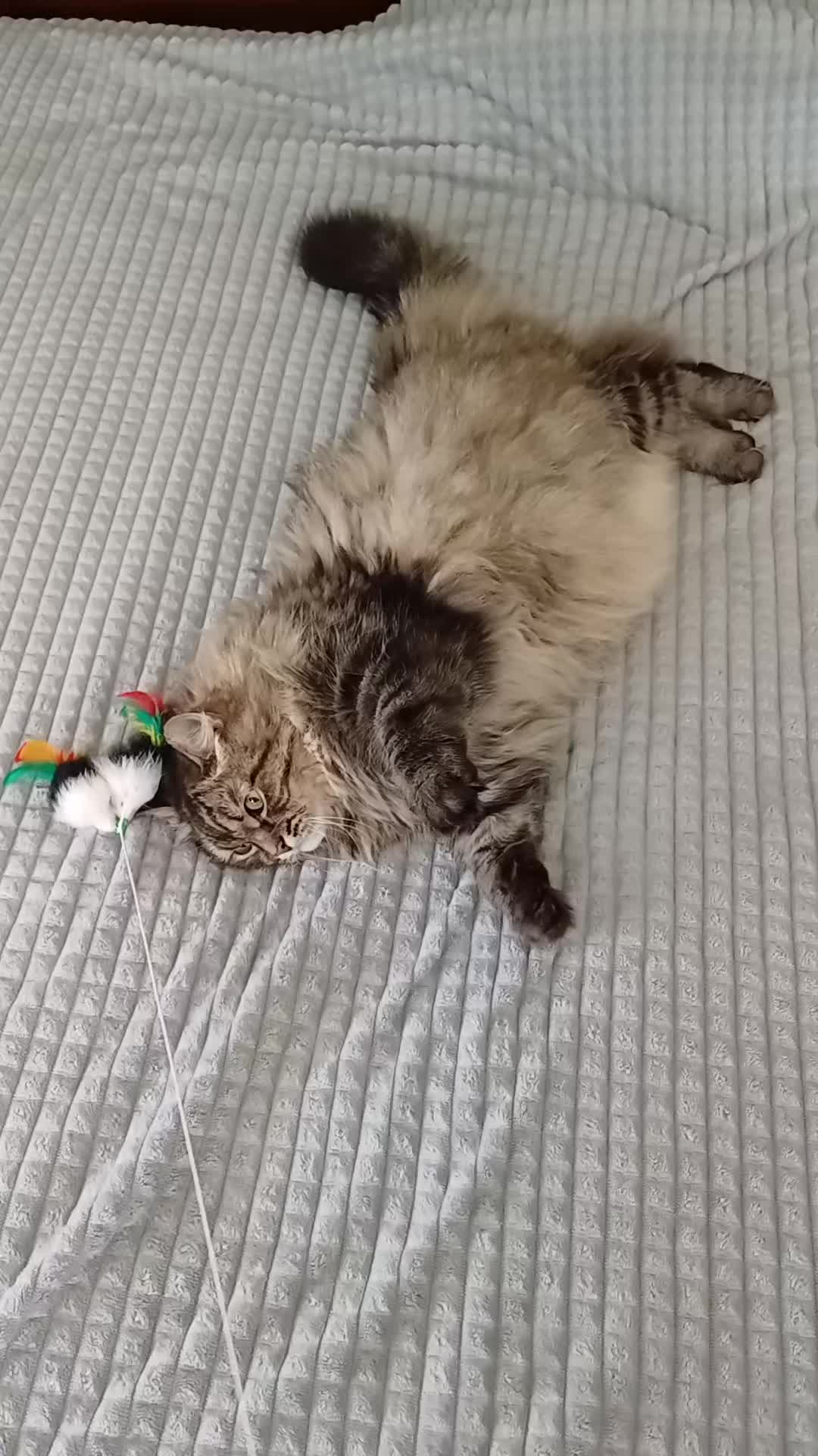@cat_bayun_