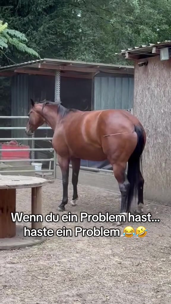 @Ani