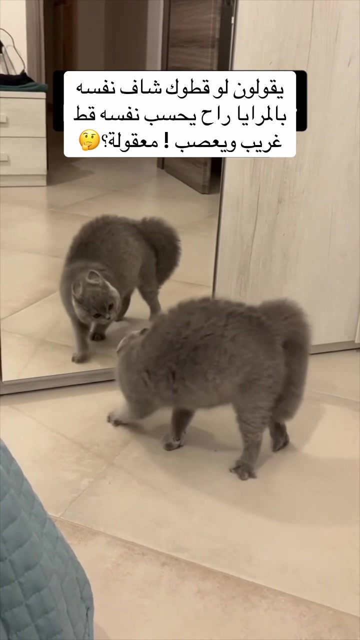 @اقبال والقطط