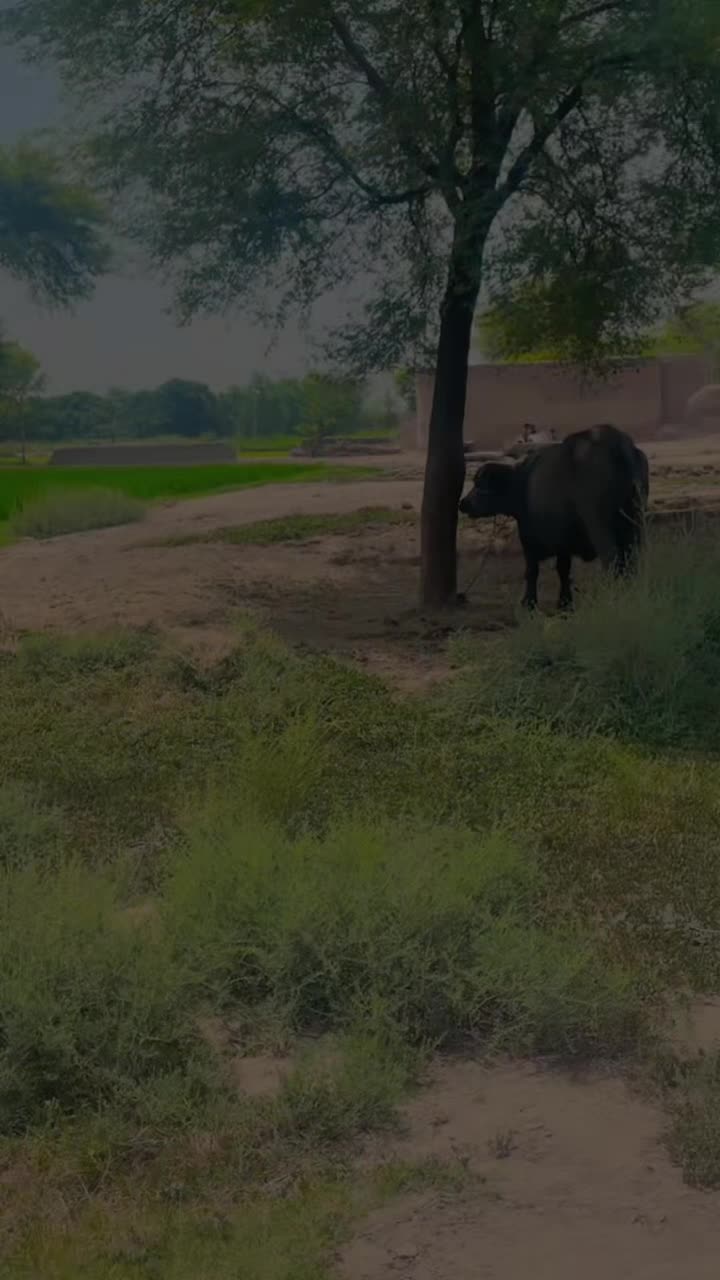 @Mshahid 786