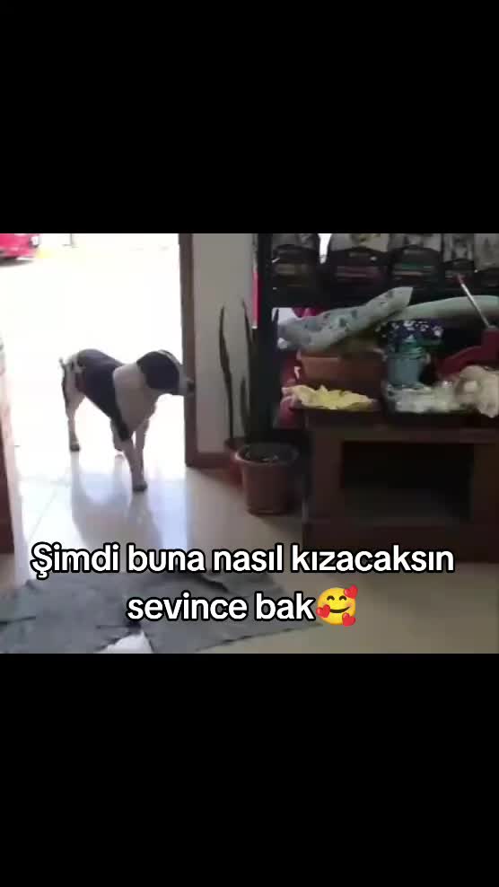 @Kader