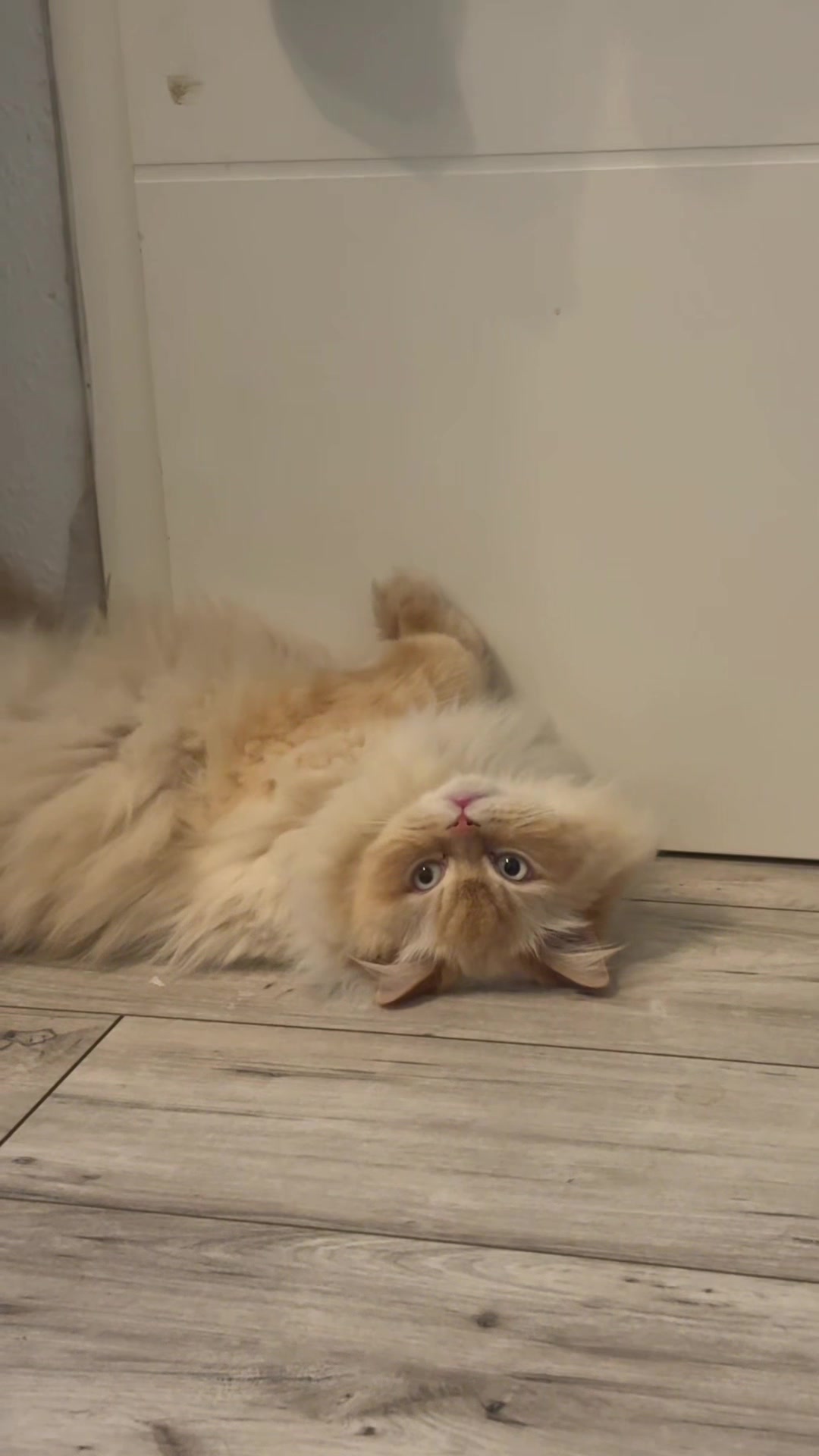 @milo.sigma0