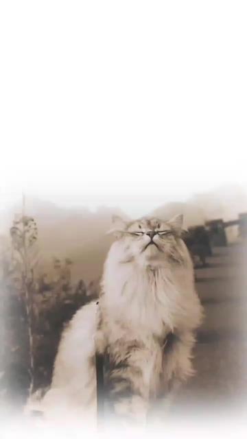 @ðŒðð®ðð¡ð¢ð«_ðð«ð¢ðð¬ð¥ðïž