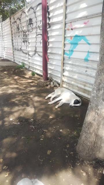 @la Loka del bario