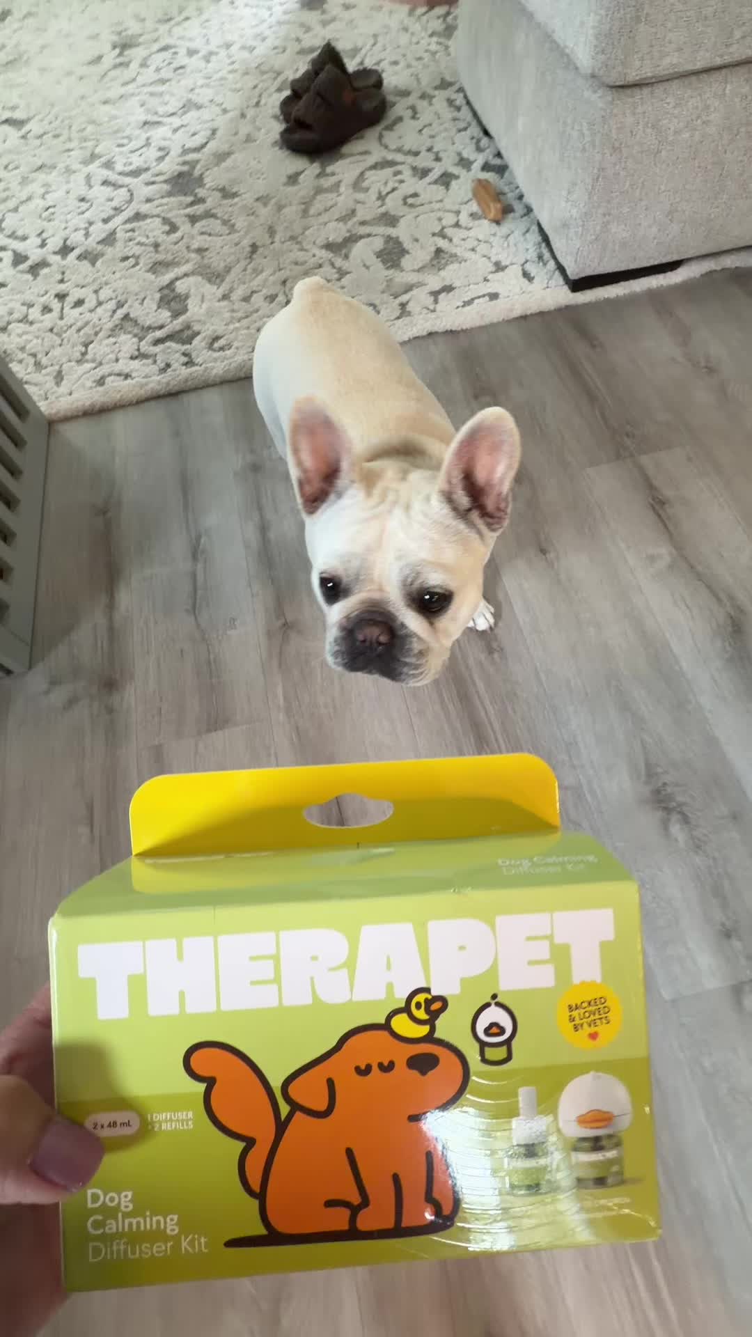 @Bagel the OG Frenchie