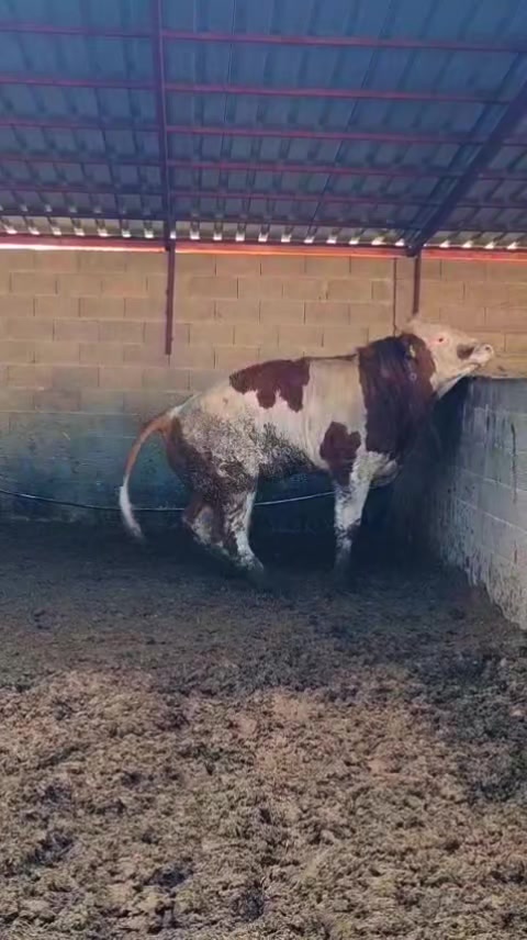 @&Ccedil;AVUŞOĞLU_BESİCİLİK.