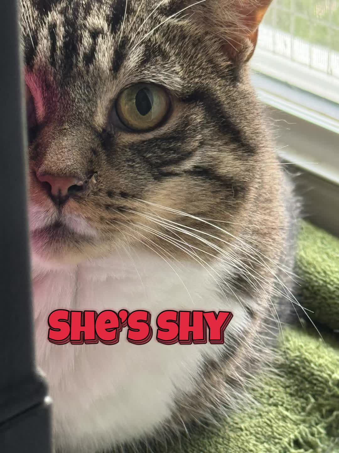 @North Toronto Cat Rescue