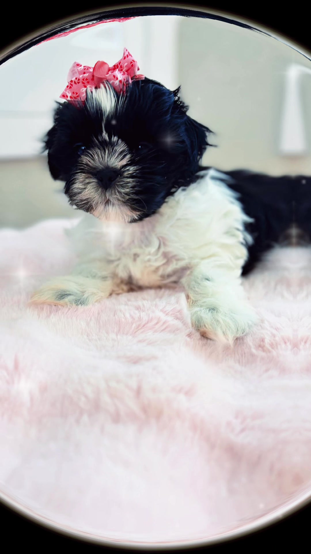 @SHIHTZU SOIRÉE