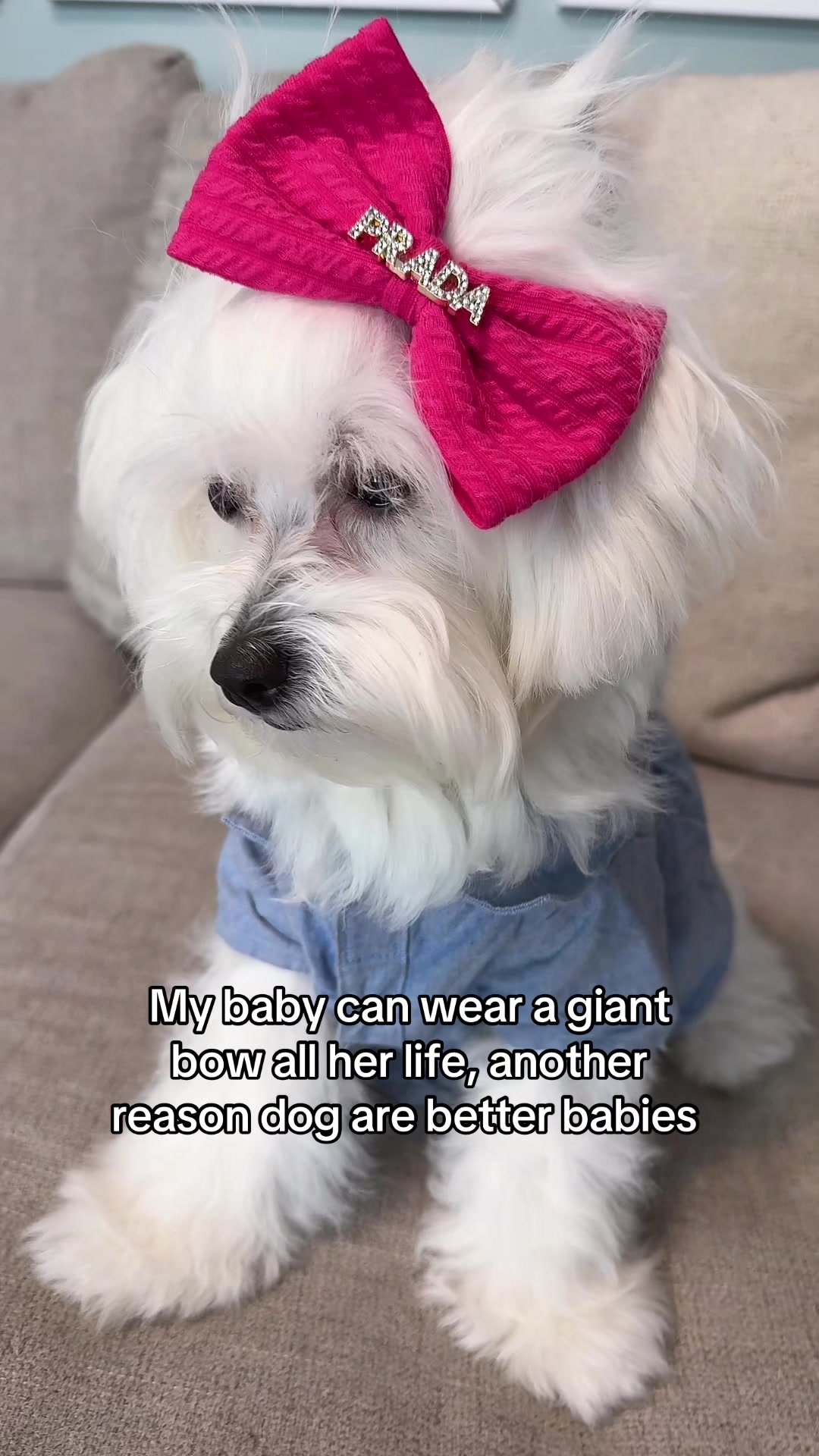 @massimo.the.maltipoo