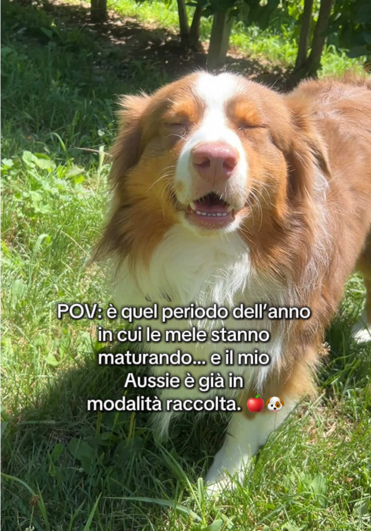 @Noeandfur 🐶🐾