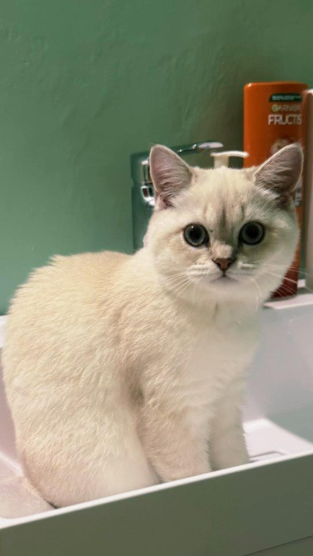 @Cat&Kittens