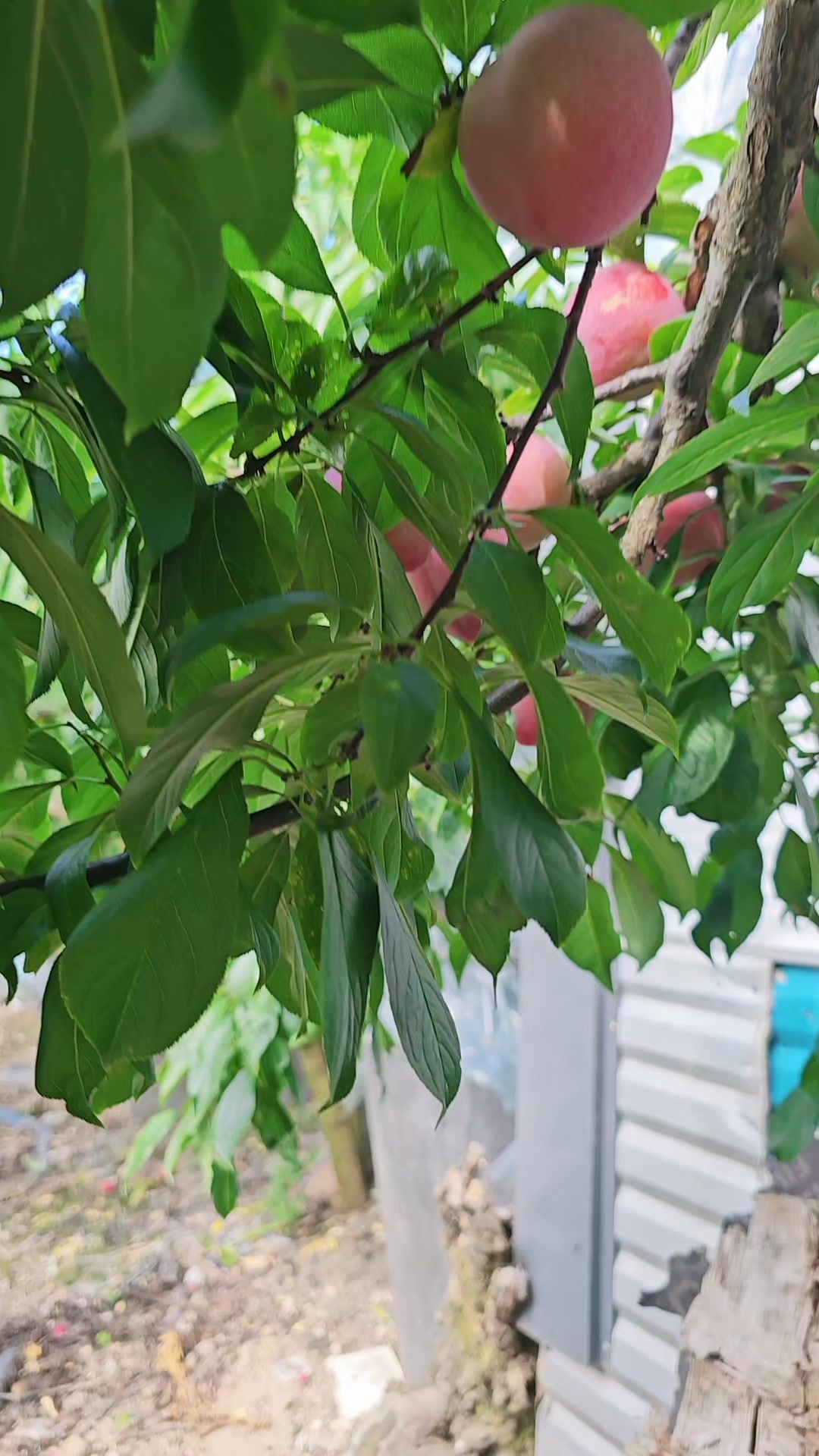 @cố quên tắt cả