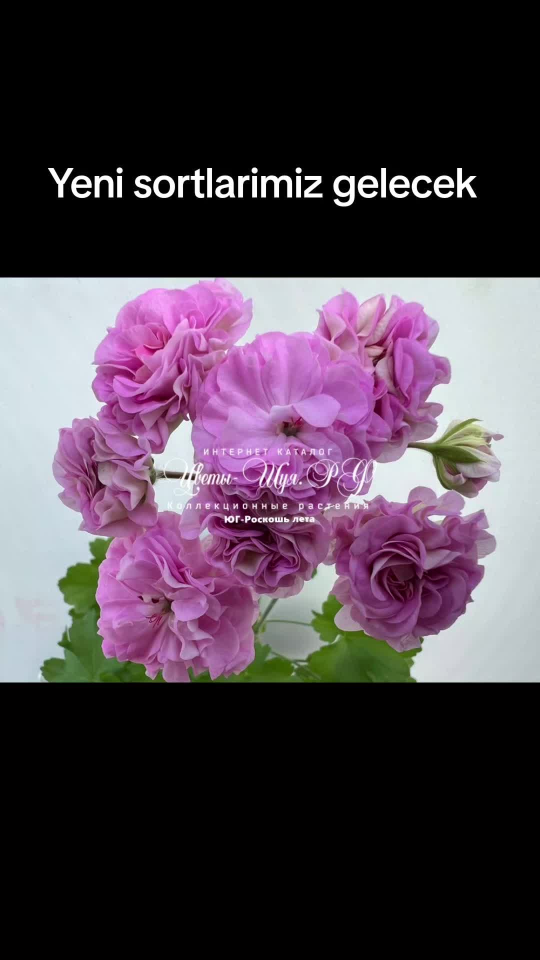 @Gül satışı🌸