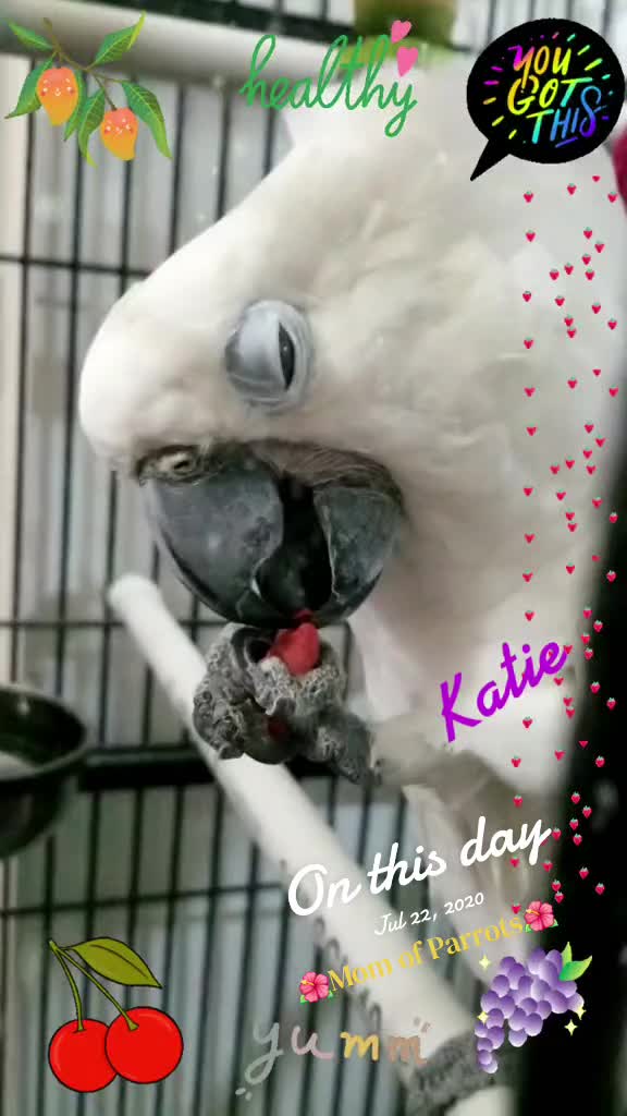 @🦋🇵🇷Mom of Parrots🇵🇷🦋
