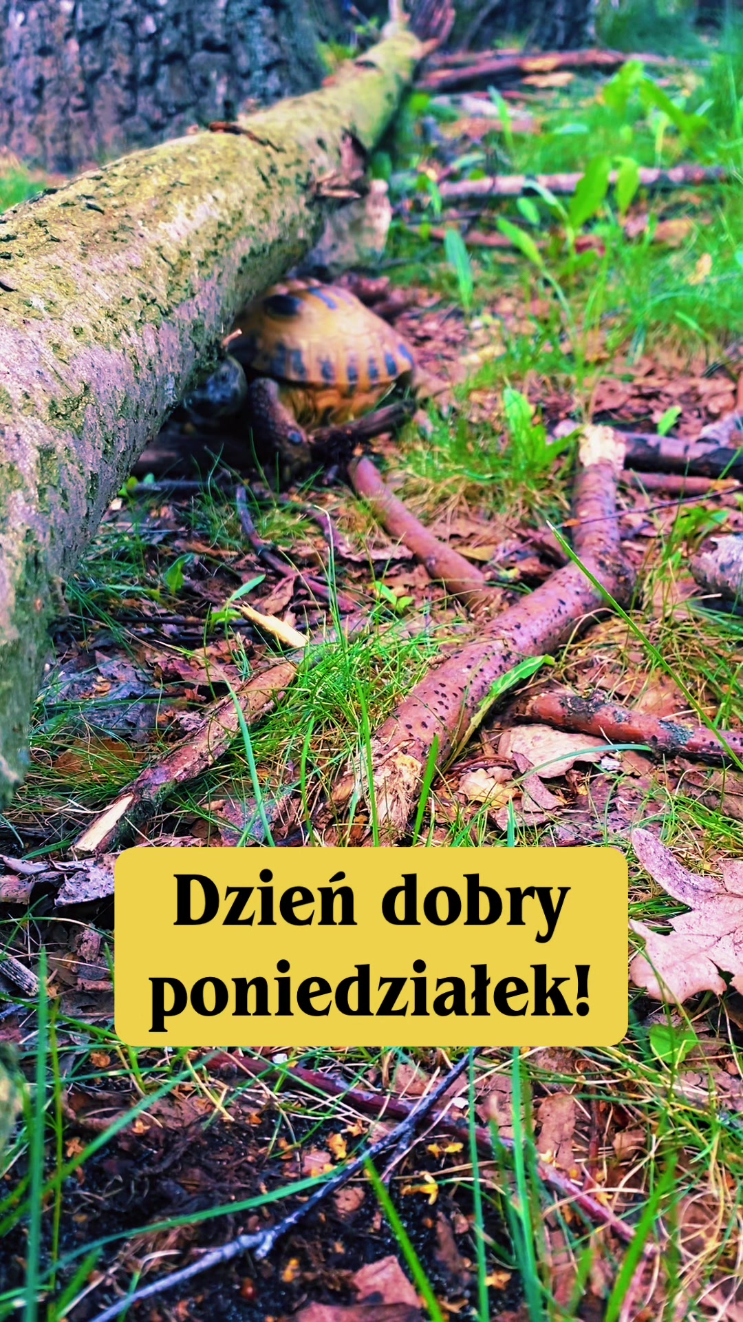 @Żółw Stefan Pierwszy
