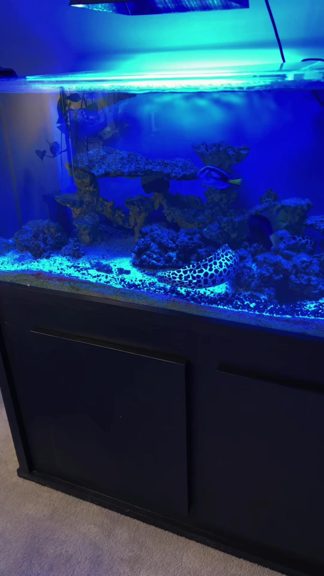 @reeflove