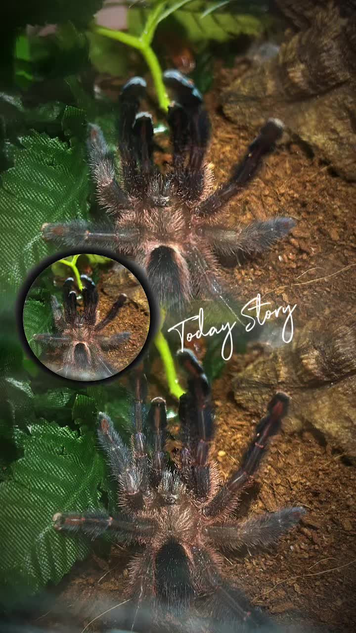 @Tori Spiders