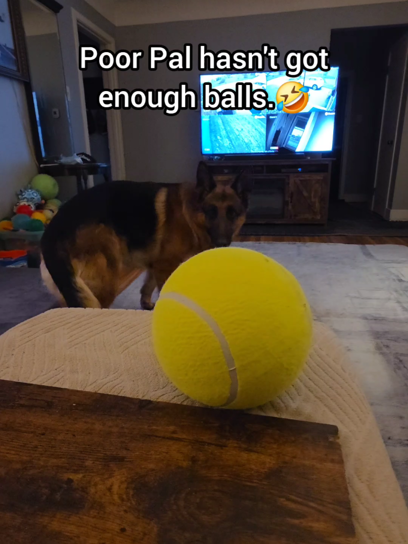 @BuddyandMikes Pal