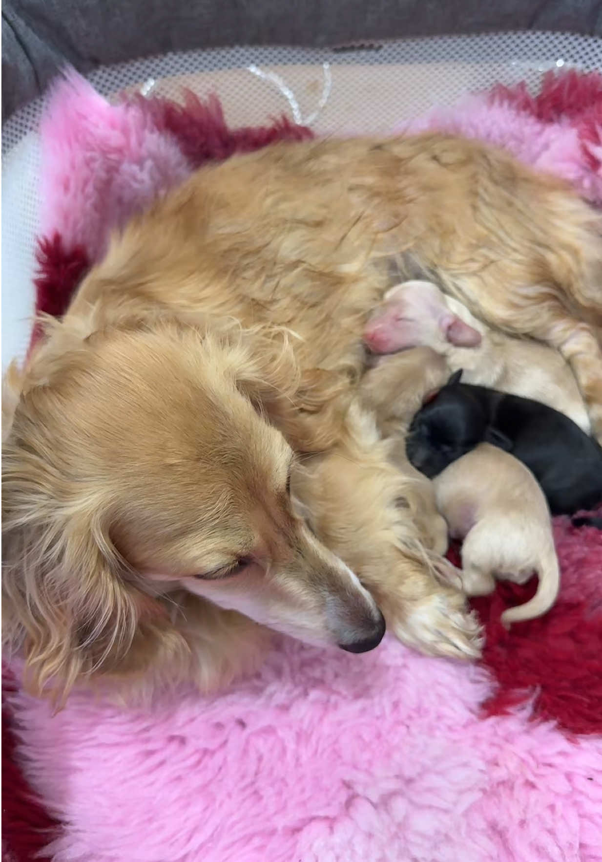 @Dachshund Dynasty