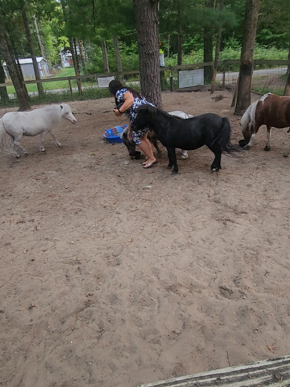 @minihorsemomandtrainer🐴🐴🐴🐴