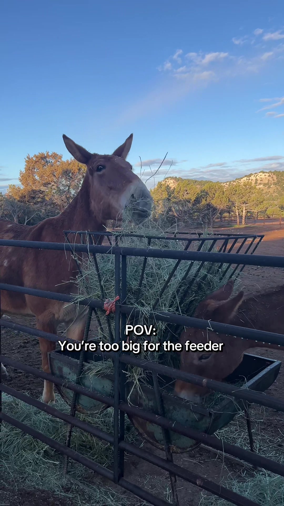 @Skye Evans TSMULES