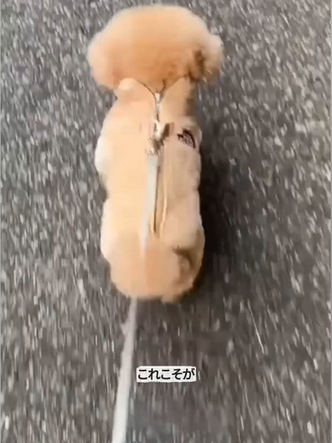 @ひまわり